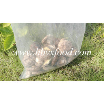 Popularmente vendendo Alimentos Smooth Shiitake Cogumelo Seco em Hubei